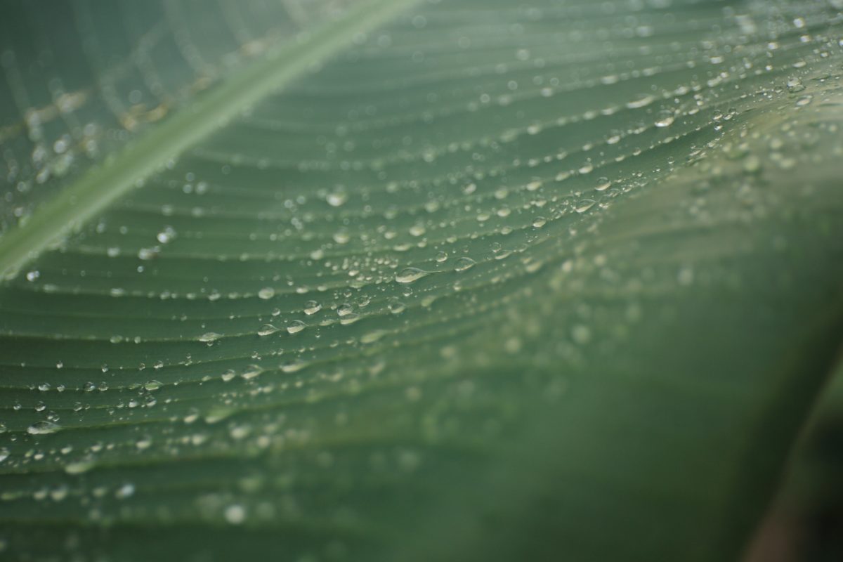 pioggia, foglia verde, condensazione, goccia d'acqua, astratto, rugiada, natura, bagnato