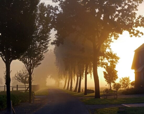 mist, Sun, fog, day, dawn, shadow, tree, nature, landscape, sky, outdoor