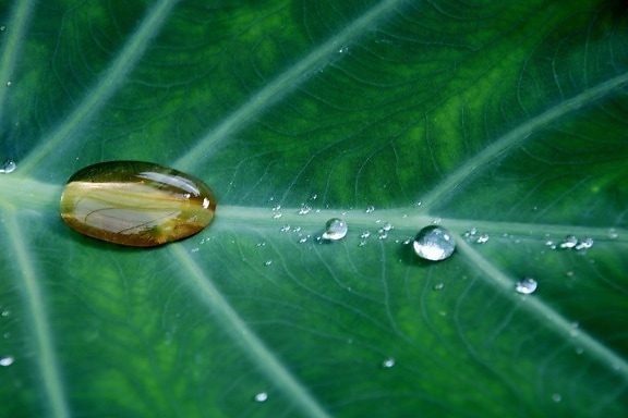 moisture, nature, dew, rain, wet, leaf, droplet, green