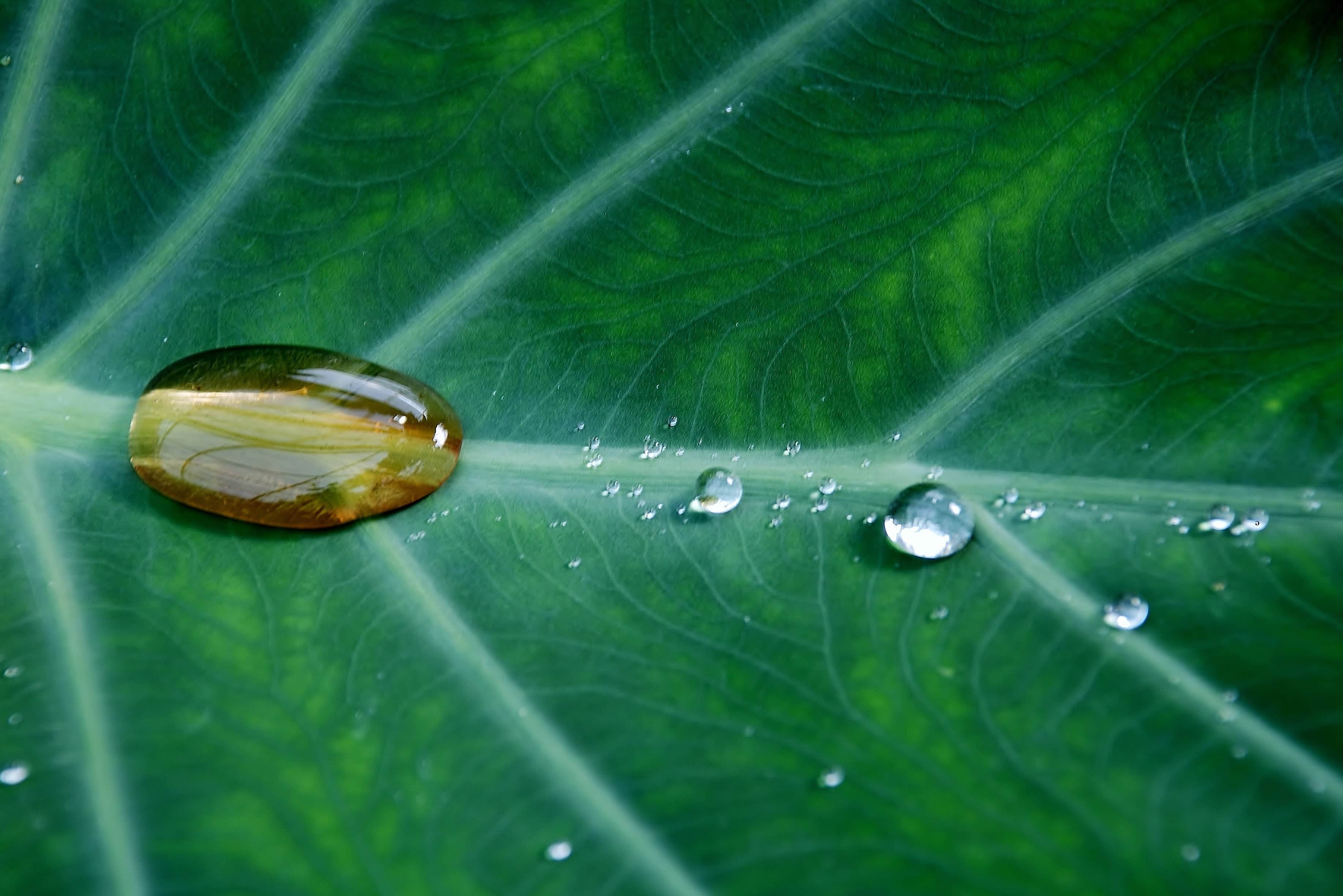 Free picture: moisture, nature, dew, rain, wet, leaf, droplet, green
