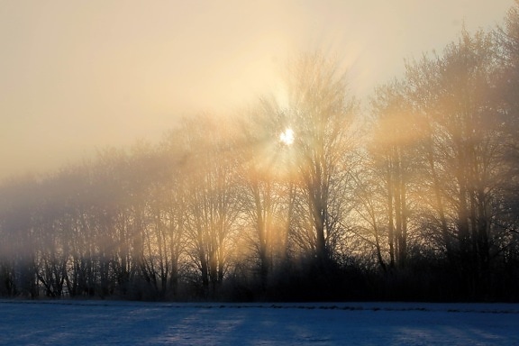 雪, 寒冷的日子, 雾, 树, 冬天, 雾, 黎明, 霜, 风景