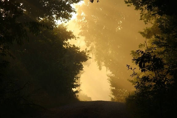 δέντρο, ομίχλη, τοπίο, ήλιος, ουρανός, δάσος, Υπαίθριος, ηλιοβασίλεμα