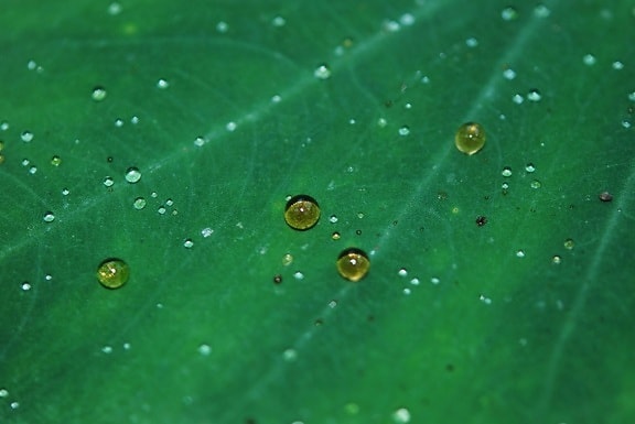 droplet, condensation, moisture, raindrop, wet, leaf, rain, dew