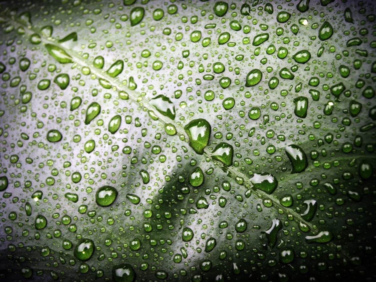 rugiada, condensazione, umidità, pioggia, bagnato, liquido, acqua