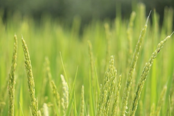 природа, трева, селско стопанство, слънце, ден, зърнени култури, оризово поле, лято