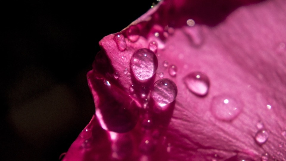 Free picture: flower, condensation, beautiful, dew, petal, moisture ...