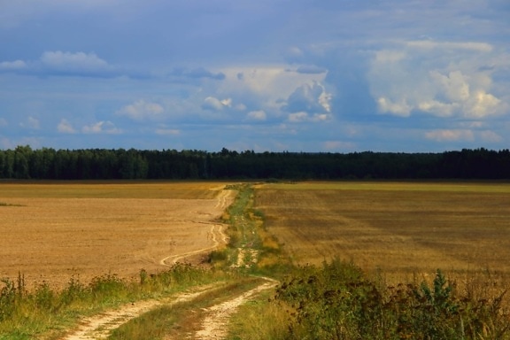 Road, пейзаж, селско стопанство, дърво, синьо небе, земя, област, атмосфера