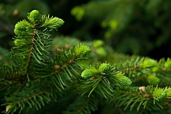 Spruce, cabang, evergreen, cabang konifer, musim dingin, pohon pinus, alam, pohon