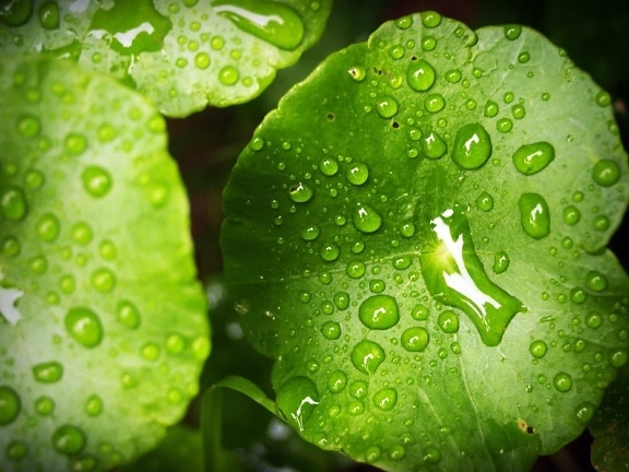 природа, мокро, Градина, дъжд, течност, роса, зелен лист, ягода, вода, детайл