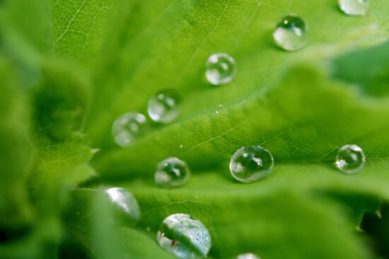 dagg, fukt, grönt löv, miljö, droplet, våt, regndroppe, regn