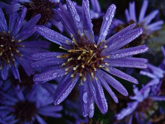 花瓣, 紫色的花, 夏天, 自然, 花园, 黑暗, 阴影, 草本植物, 植物, 开花