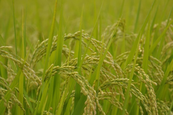 korn, græs, ris felt, fødevarer, plante, landbrug, sommer