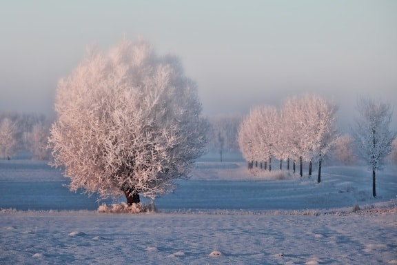 Príroda, ľad, sneh, zima, mráz, vidiek, strom, zima, hmla, mrazené