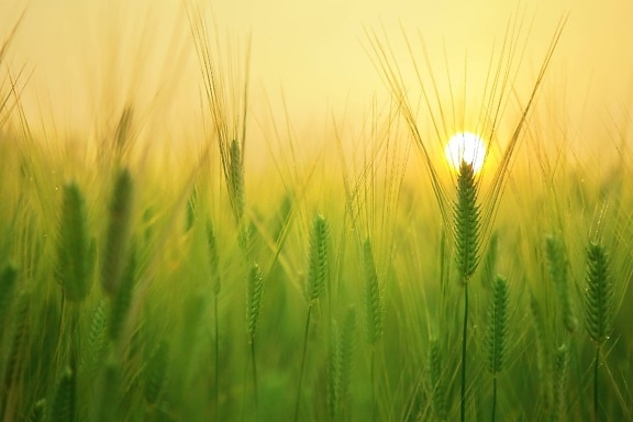 Sunce, ječam, žitarice, polje, raženo polje, sjeme, žitarice, trava, slamka