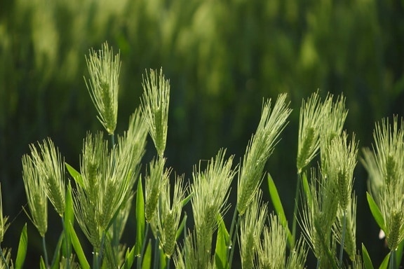 szántóföld, gabona, mezőgazdaság, fű, rizs mező, növény, nyár, környezetvédelem