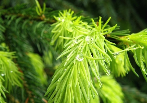 evergreen, conifer branch, nature, dew, moisture, rain, leaf, tree, plant, herb