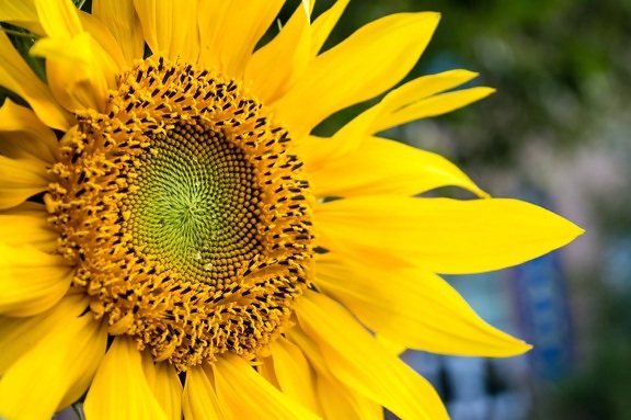 sunflower, summer, detail, nature, flower, plant, petal, agriculture