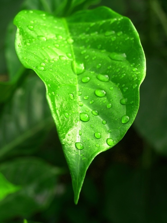 raindrop, nature, leaf, environment, raindrop, wet, moisture, dew