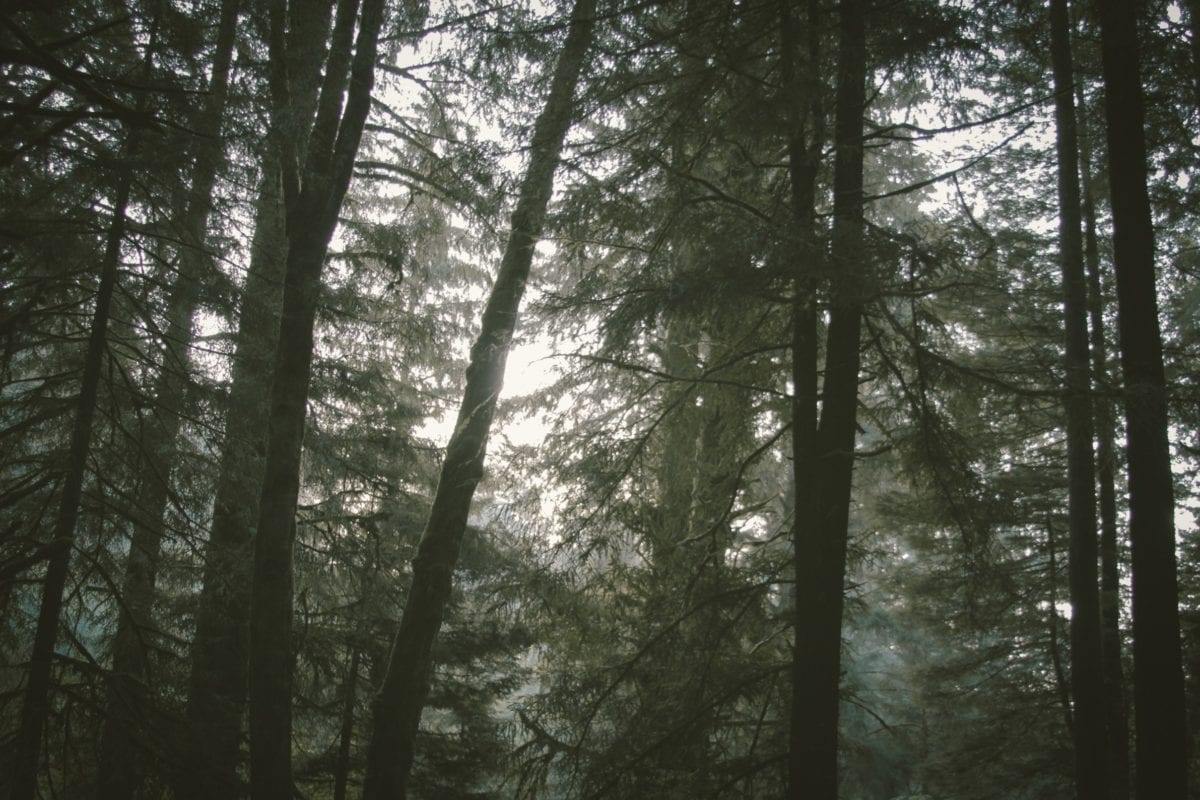 Conifer Forest, природа, Світанок, краєвид, Мряка, туман, Sunlight, дерево, дерево