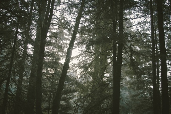 conifer forest, nature, dawn, landscape, mist, fog, sunlight, wood, tree