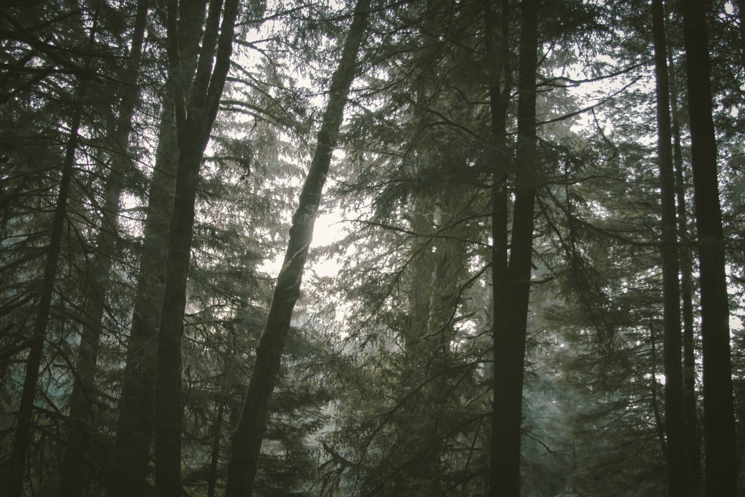 Free Picture Conifer Forest Nature Dawn Landscape Mist Fog