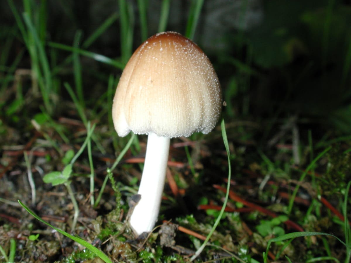 wood, mushroom, nature, grass, fungus, forest, autumn