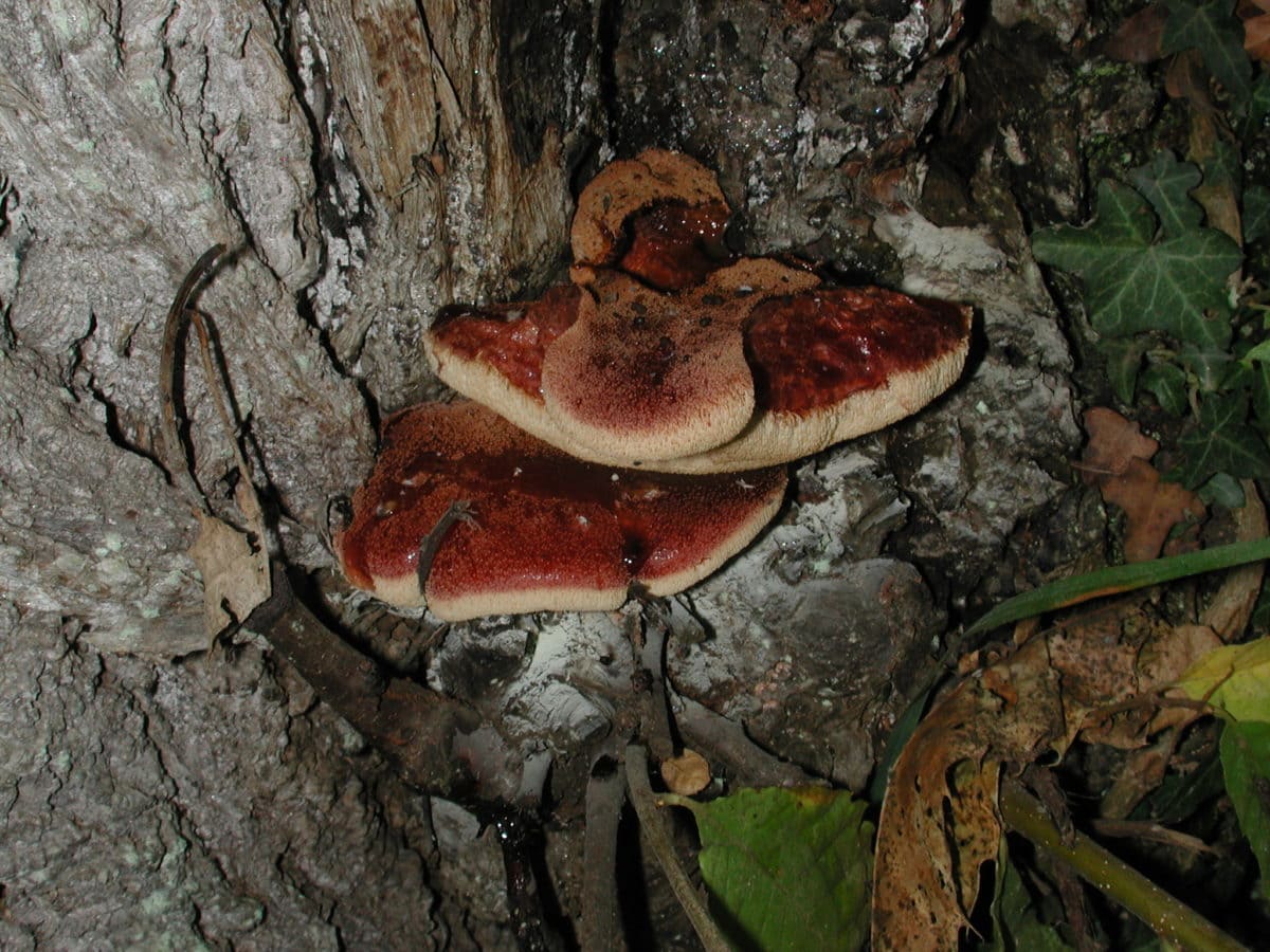 fungo, cogumelo, natureza, casca de árvore, madeira, organismo, floresta
