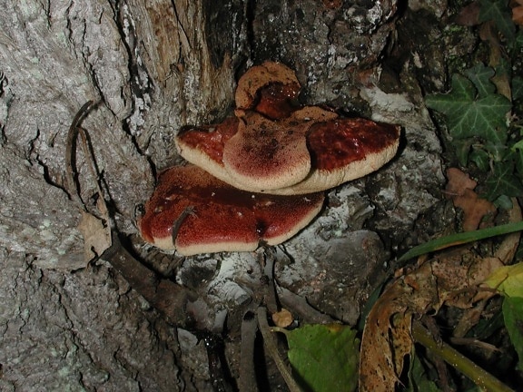 fungus, mushroom, nature, tree bark, wood, organism, forest