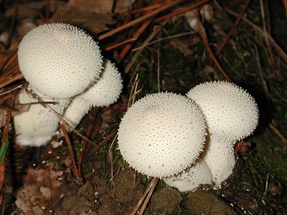 nature, toxic white mushroom, fungus, spore, stem, organism