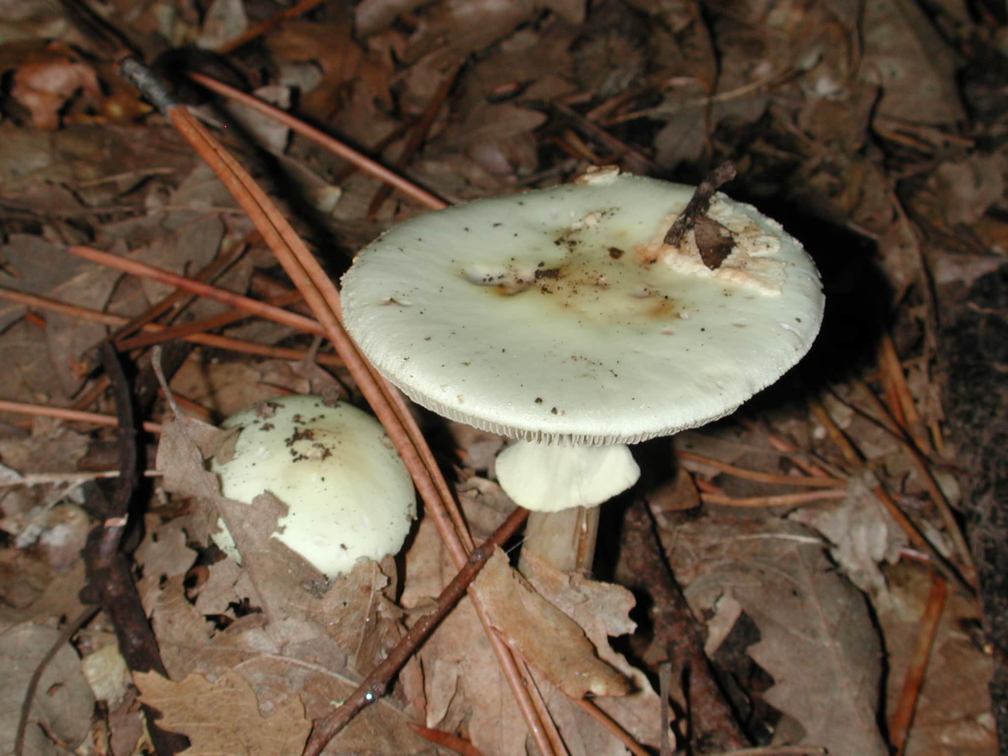 免费照片: 毒药, 真菌, 性质, 有毒蘑菇, 木材, 地面, 森林