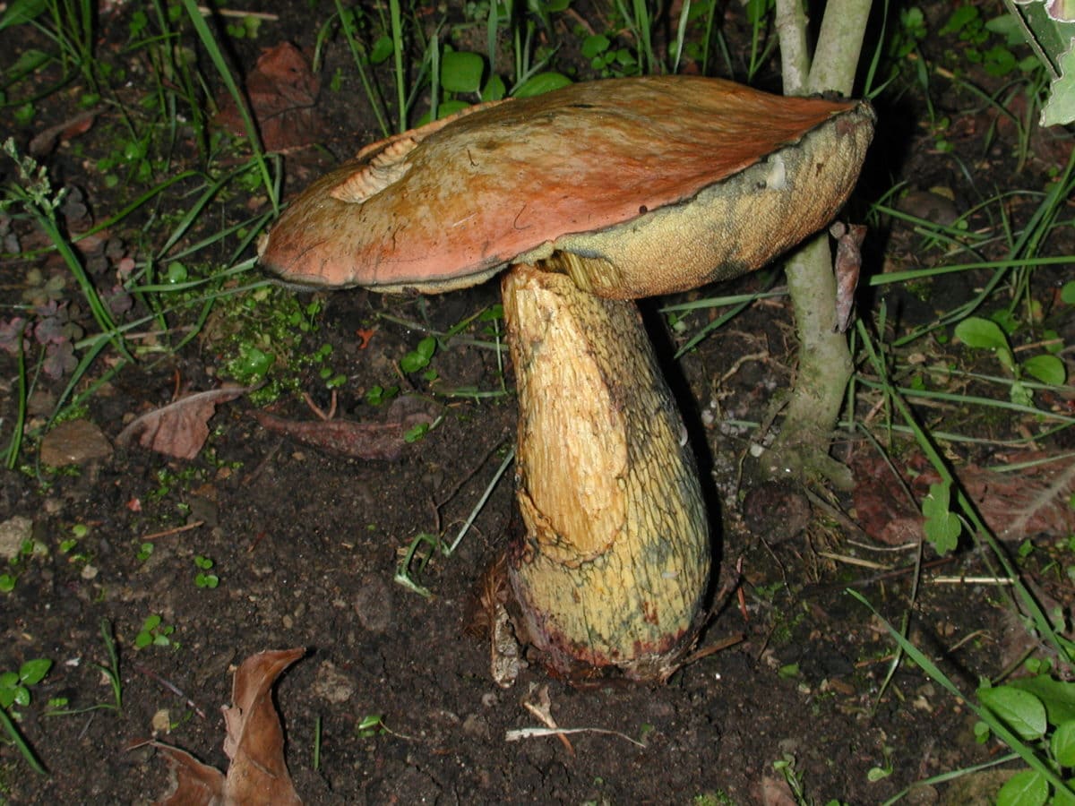 Дикий гриб, грибок, природа, организм, лес, спора, осень