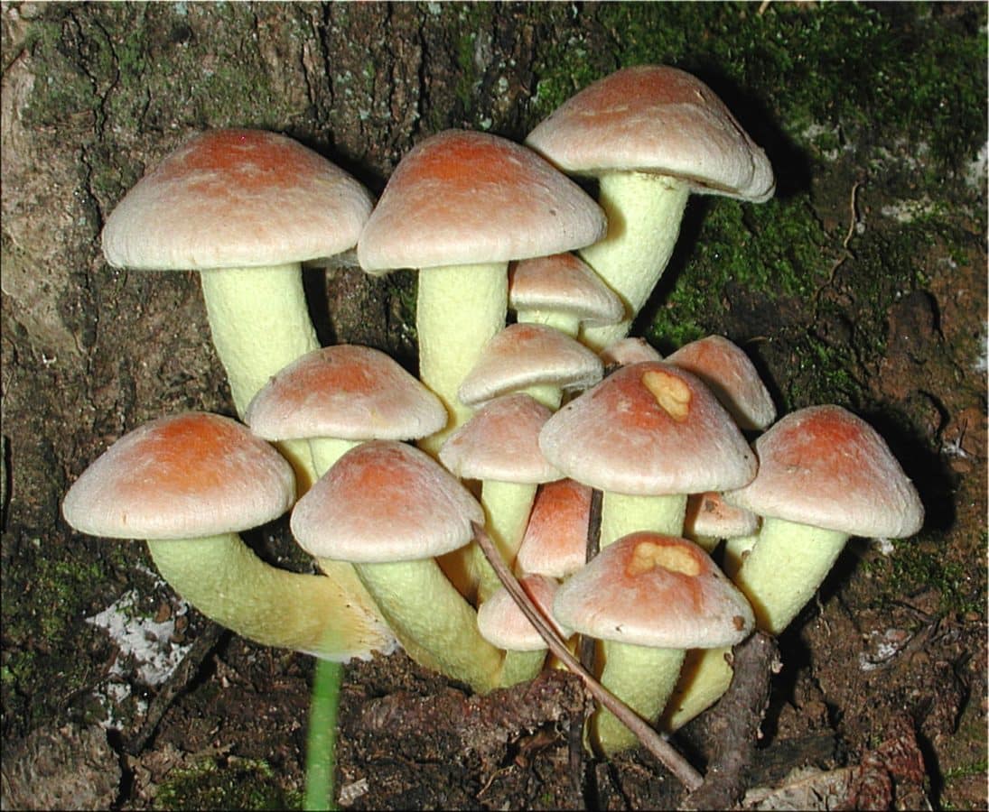 mushroom, wood, spore, moss, fungus, toxic, poison, nature