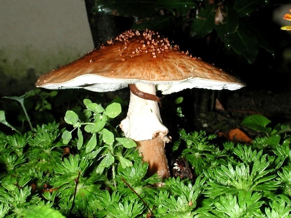 musgo, cogumelo selvagem, madeira, natureza, fungo, grama