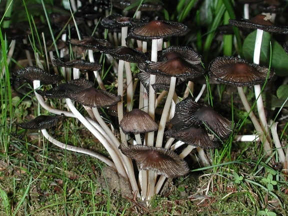 fungo, natureza, grama, cogumelo selvagem, selvagem, animais selvagens