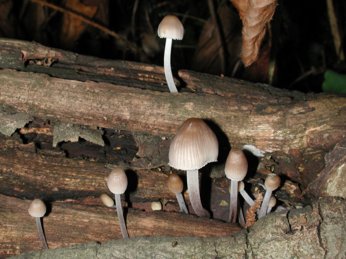houba, jed houby, dřevo, příroda, noc, Les