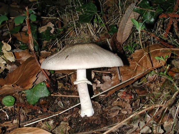 fungus, dry leaf, wood, grey mushroom, nature, ground, poison