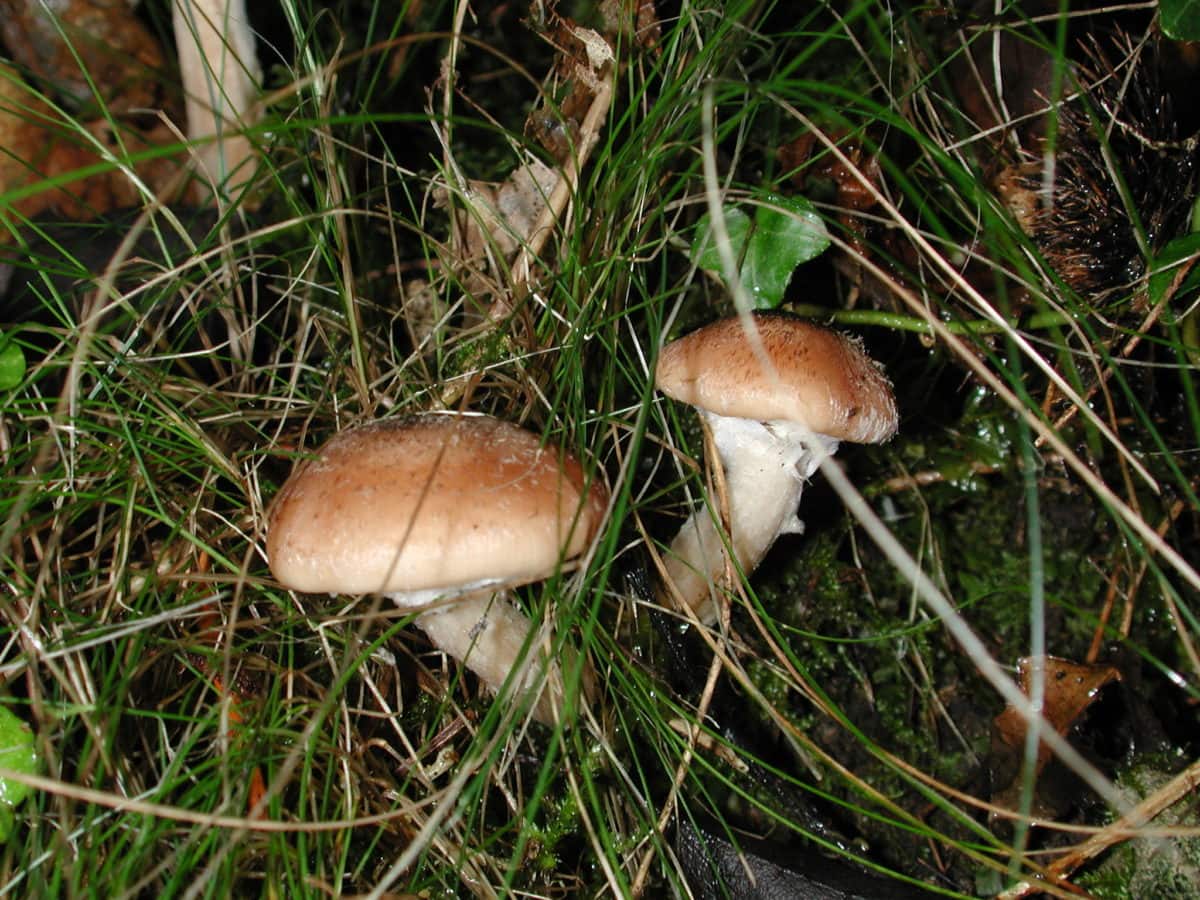 Free picture: mushroom, wild, fungus, nature, moss, spore, green grass ...