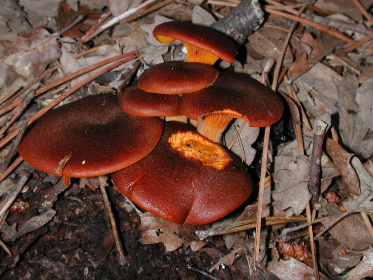 wood, red mushroom, fungus, nature, poison, organism