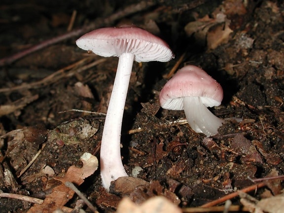 shitaki mushroom, ground, toxic, moss, fungus, stem, nature, wood