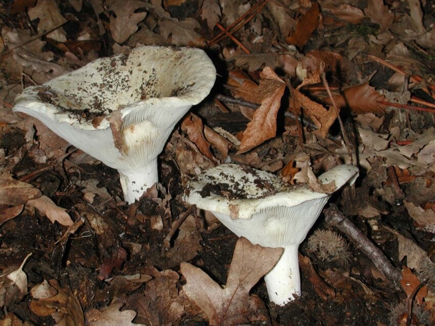 Spore fungus споровый гриб