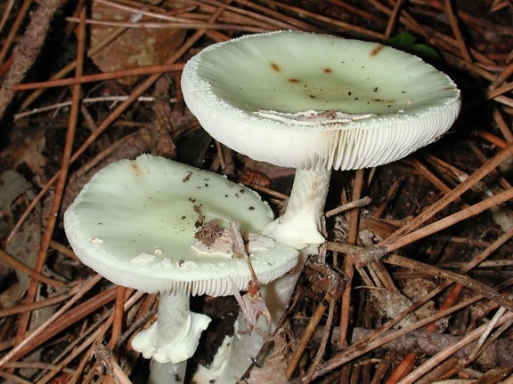 Free picture: wood, spore, moss, white mushroom, fungus, poison, nature ...