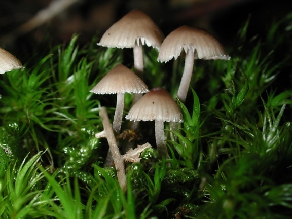 houba, příroda, mech, výtrus, list, dřevo, tráva, shiitake houba