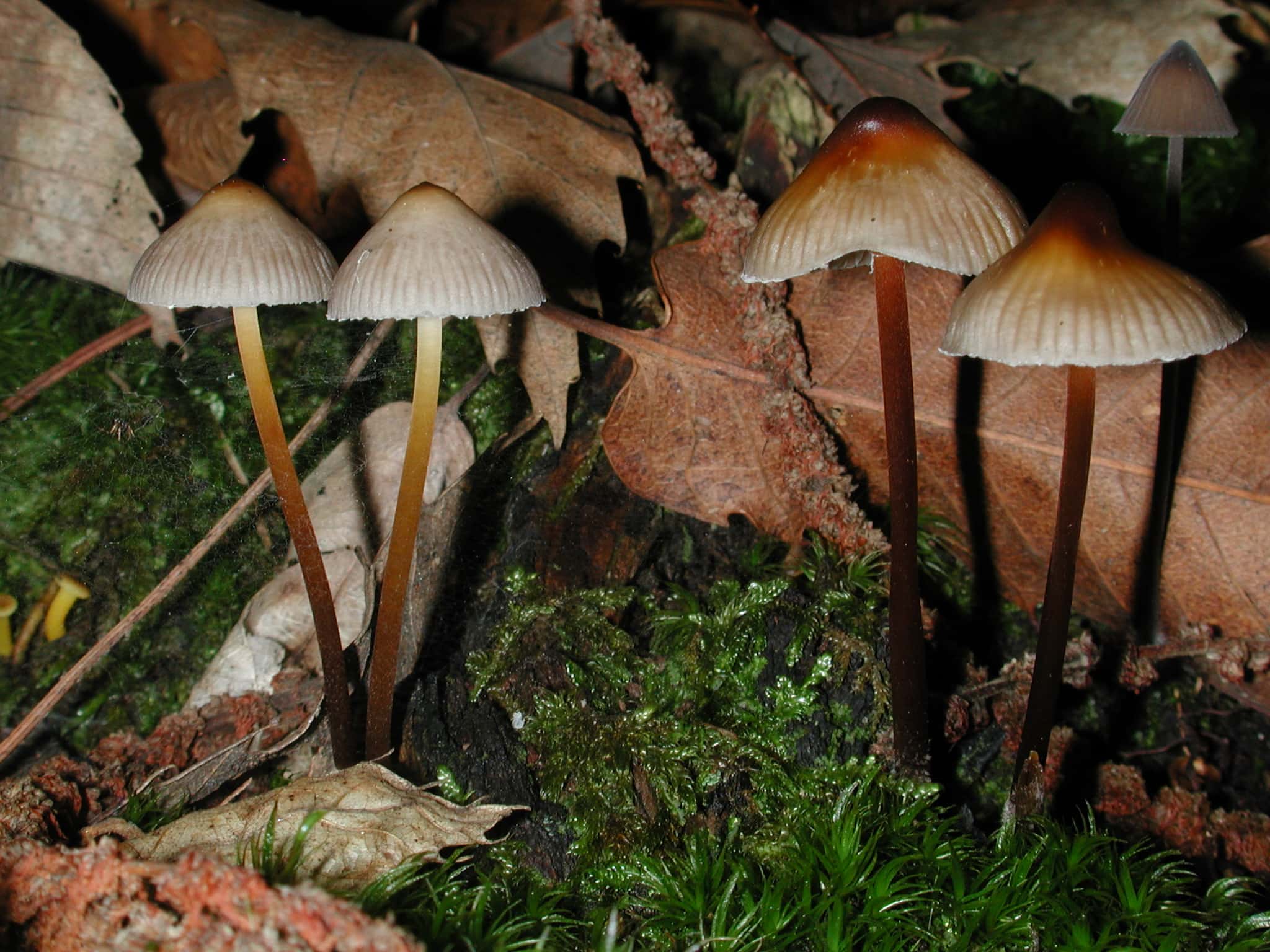 Free picture: wood, moss, mushroom, leaf, fungus, spore, poison, nature