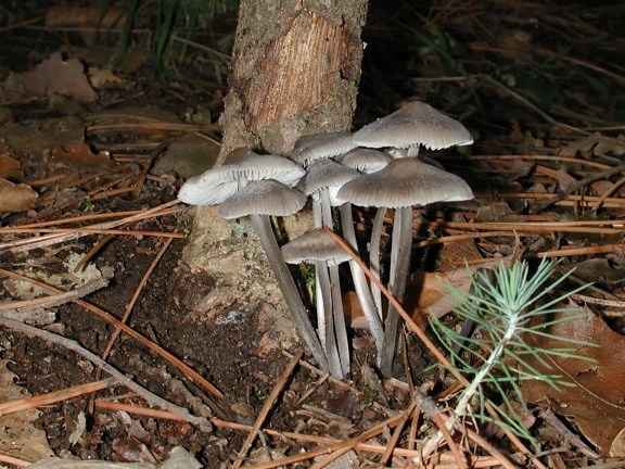 poison, grey mushroom, wildlife, nature, dry leaf, fungus, forest, outdoor