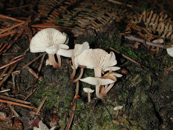 fungus, nature, white mushroom, moss, stem, poison, wood, leaf