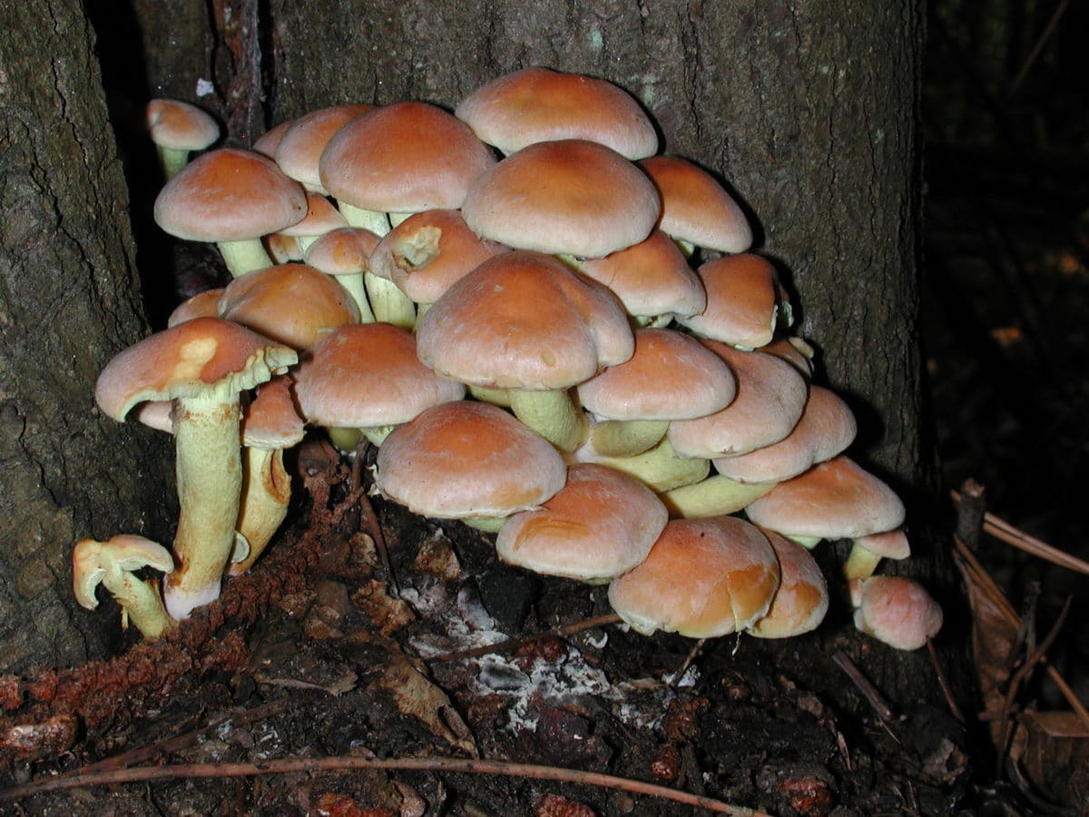 древесина, мох, споры, яд, грибок, грибы, токсичные, природа