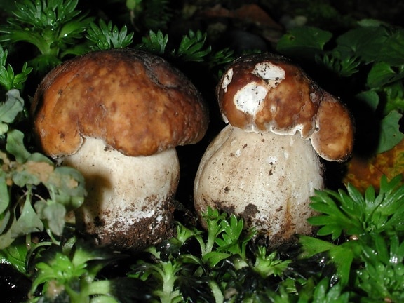 fungo, champignon, madeira, cogumelo, organismo, comensal