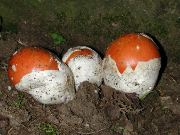 toxic red mushroom, danger, ecology, organism, spore, ground, outdoor