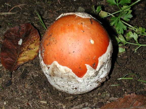 Красный гриб, деталь, растительность, окружающая среда, экология, токсичные, организм, споры