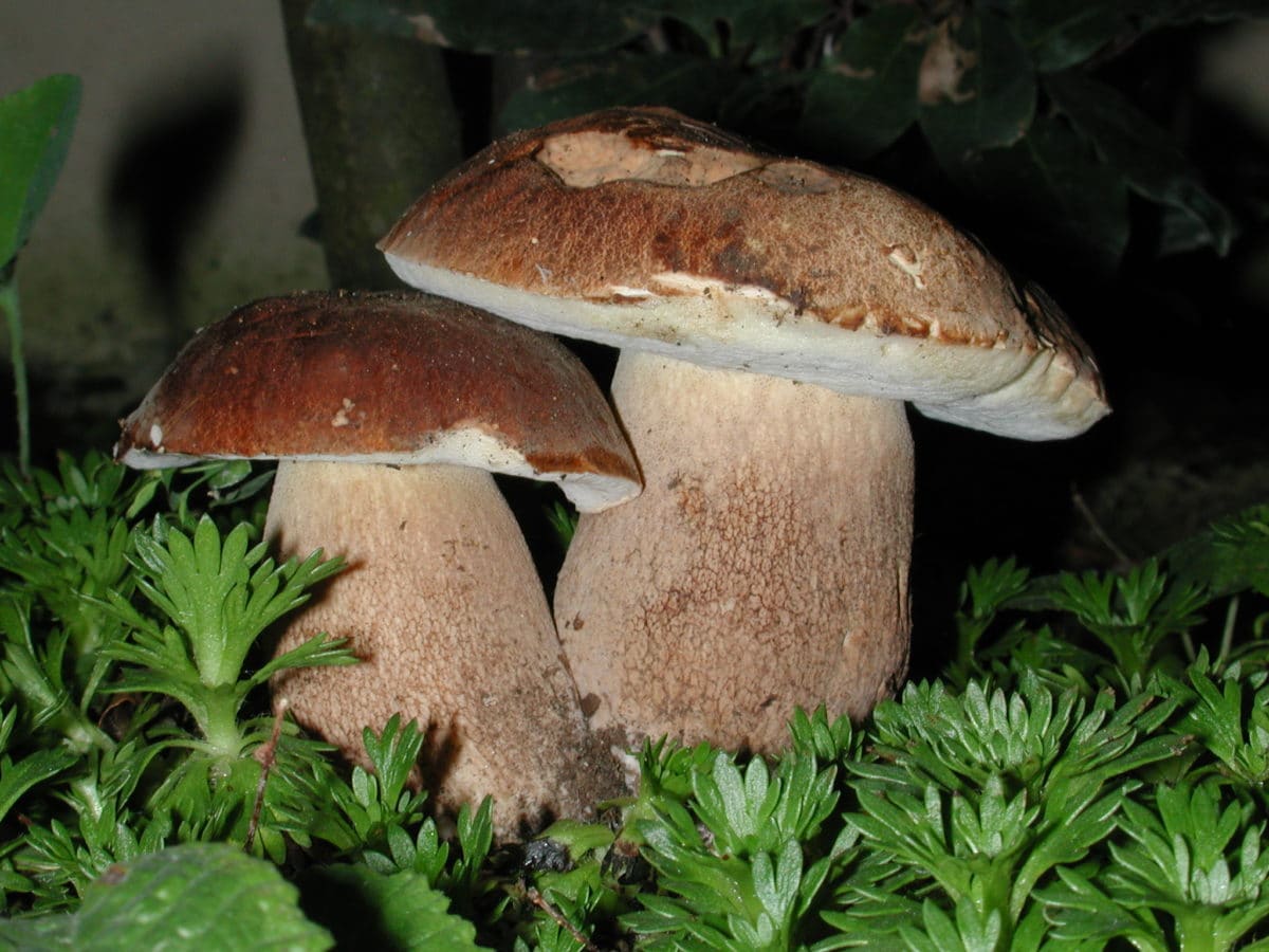 brown mushroom, night, green grass, foliage, wildlife